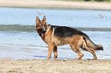 BERGER ALLEMAND 664